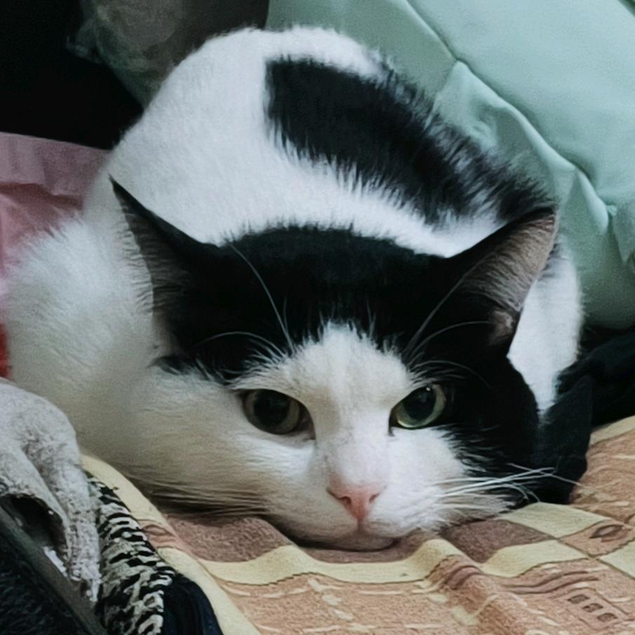 烦死了（求捞）