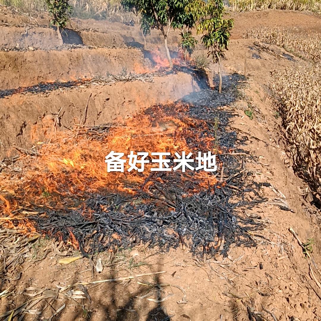 我的放弃不悔！