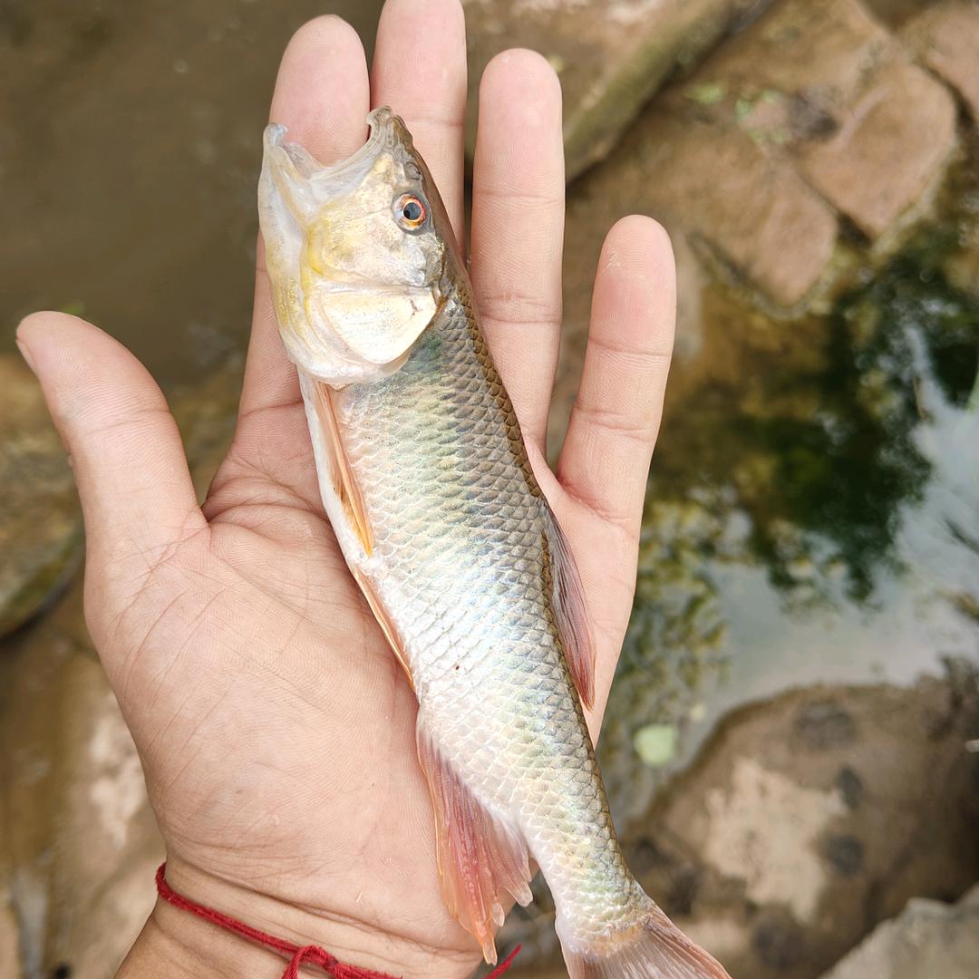 清风明月