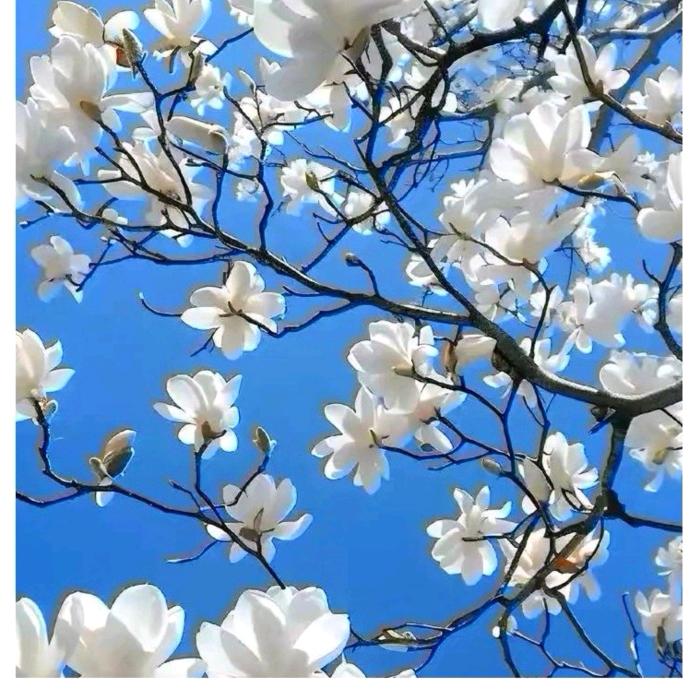 ⭐️🌟清茶🍵