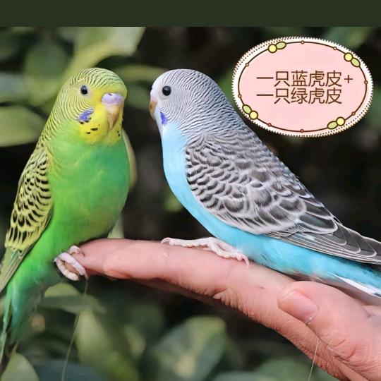 鹦鹉之家🦜🦜