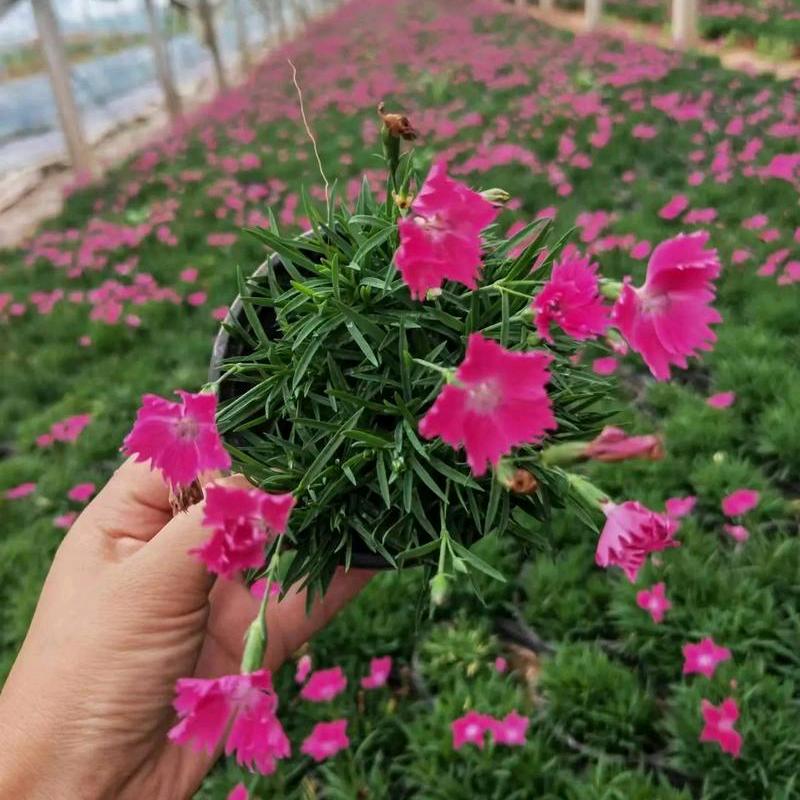 爱花园林花园设计