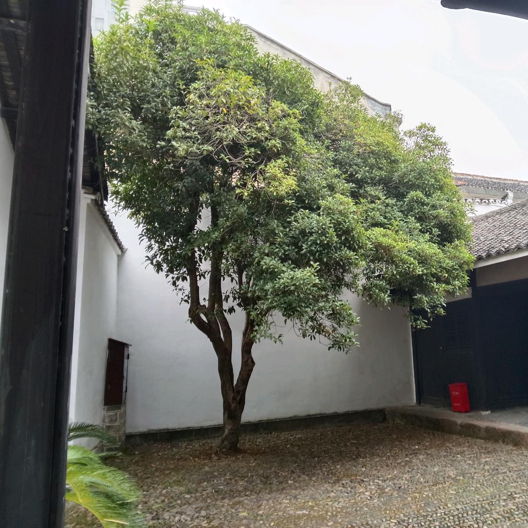 鹰哥