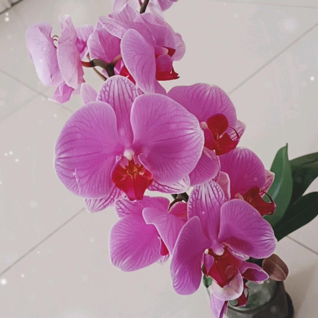 以后余生像花一样🌹🌹🌹🌹🌹