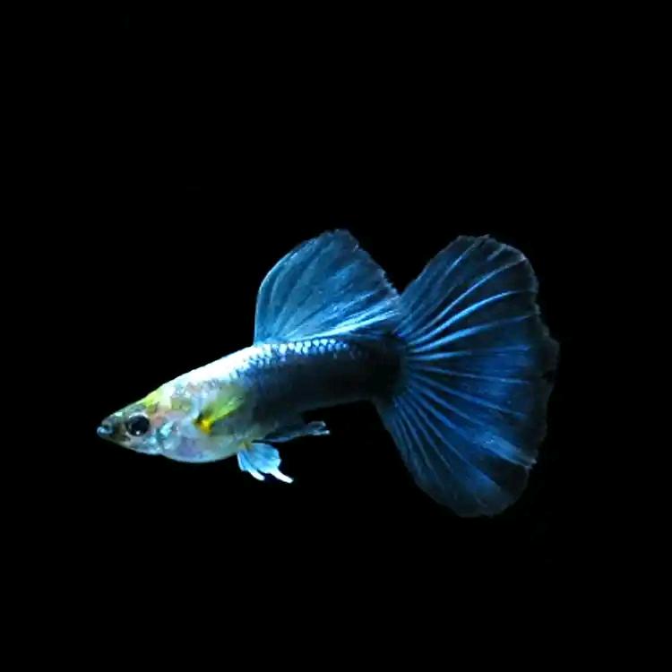 鱼趣水族优品小铺