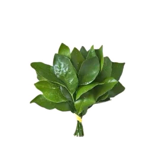 不卤的卤蛋