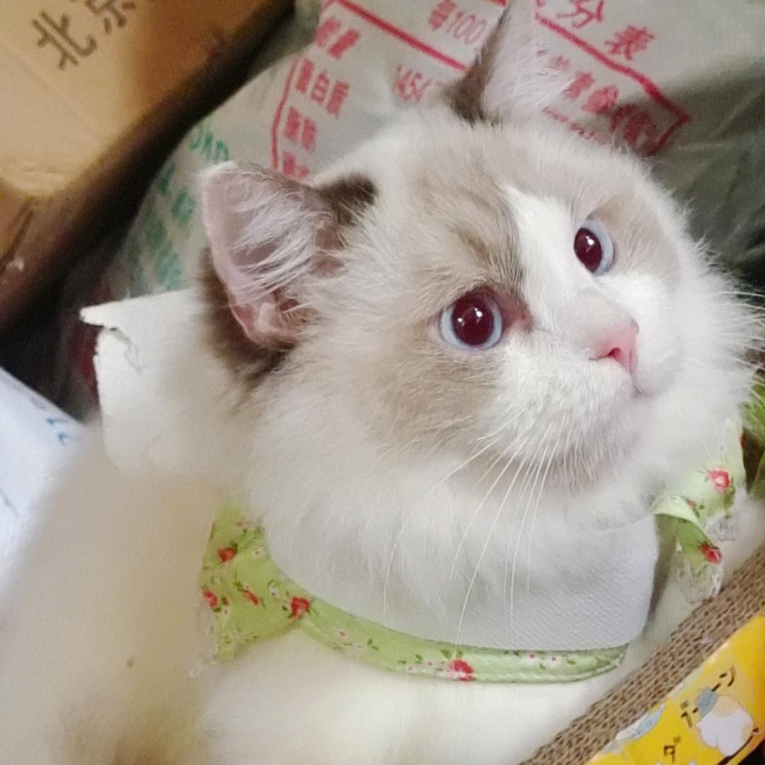 宠它一生