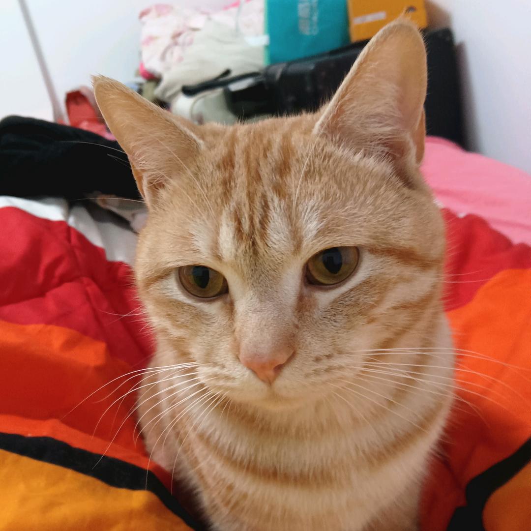 用户小卡咪巜爱猫》