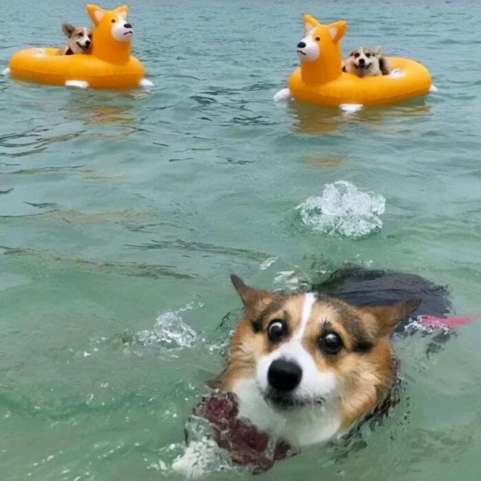 偷狗去，小胖子！