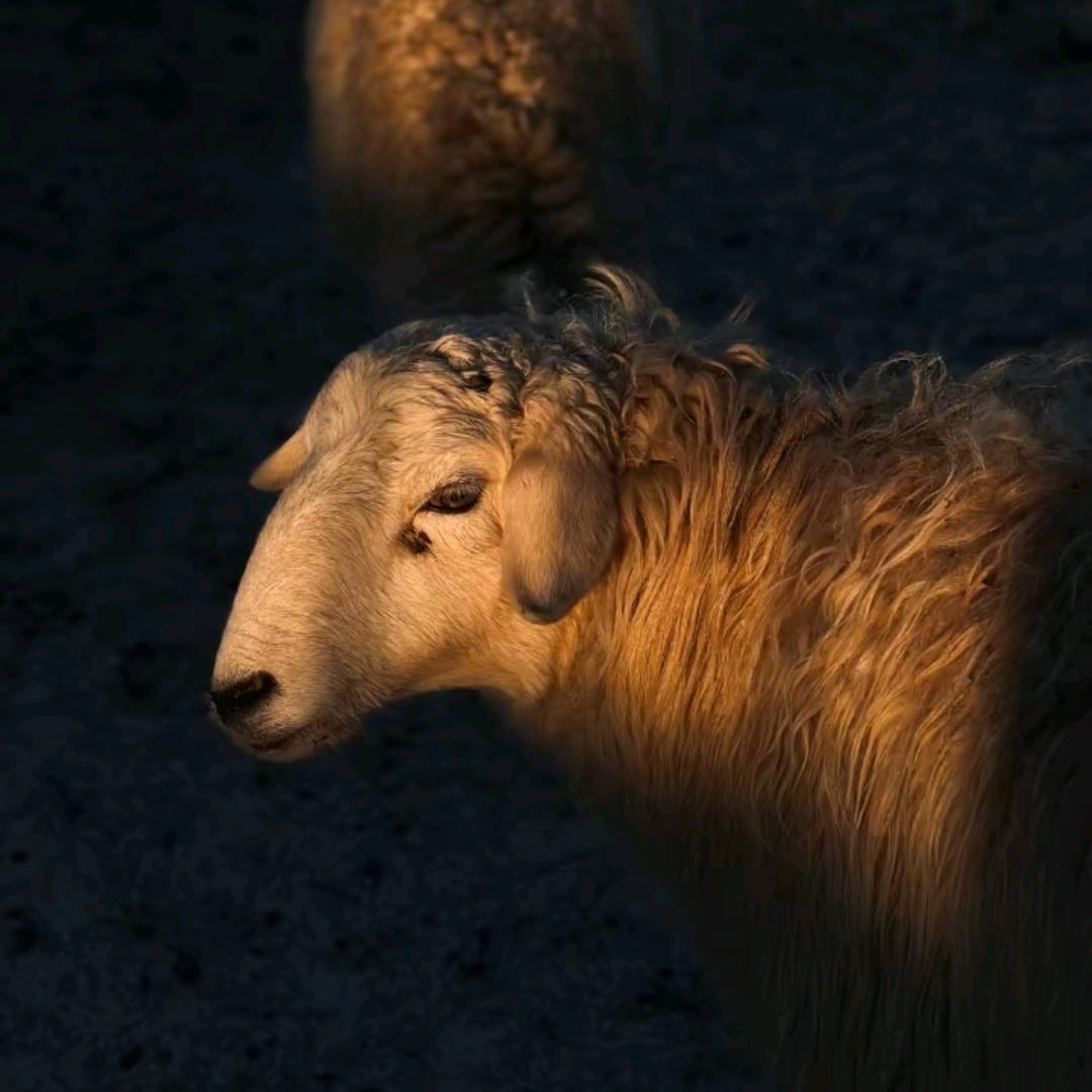 ᠴᠡᠭᠡᠯᠬᠡᠨ