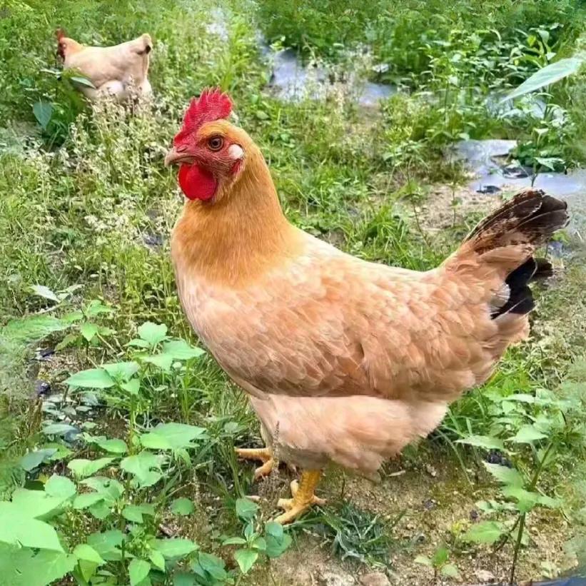 农家乡野散养土鸡🐔