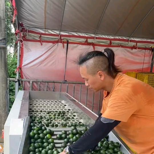 李长仓.新会.陈皮