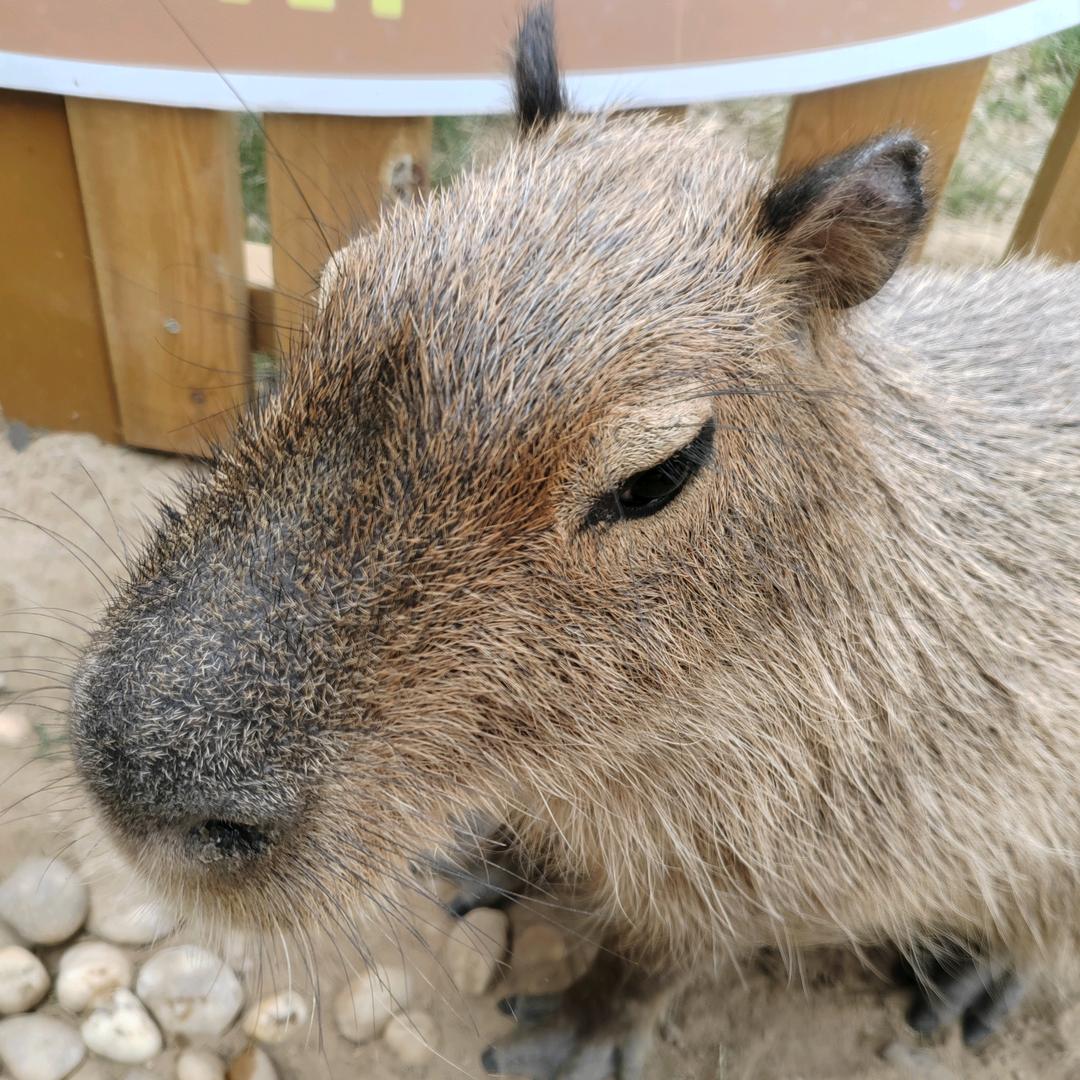 卡皮巴拉，乌拉乌拉🙄