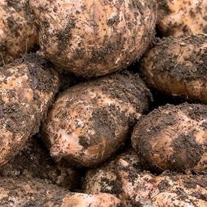 天麻养生甄选阁