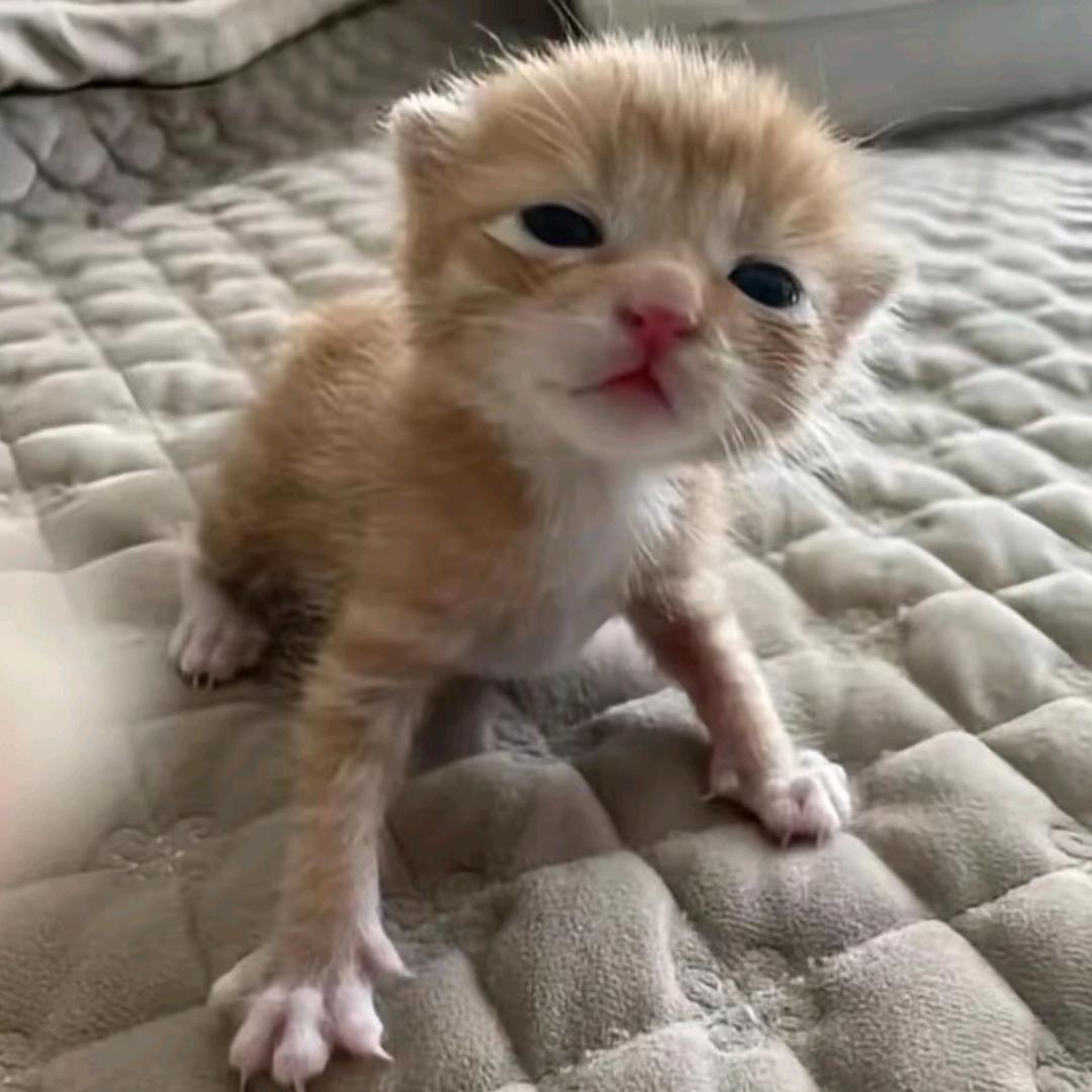 ฅ⦁᳚⩊<᳚ ੭  喵᳚～ 🐾