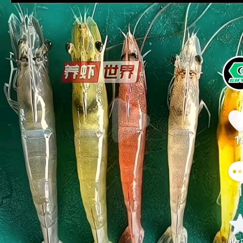 广东花虾苗日照销售处