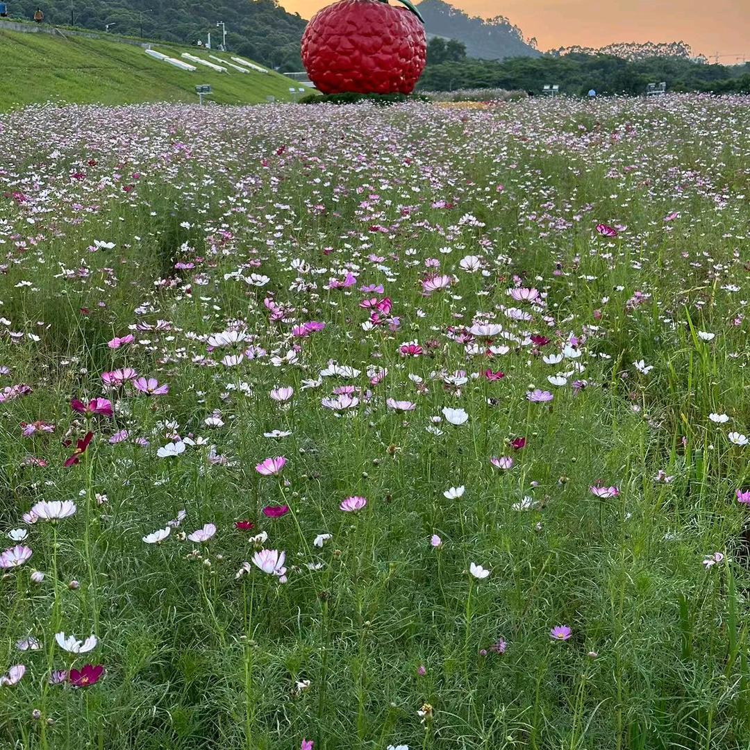 百合花