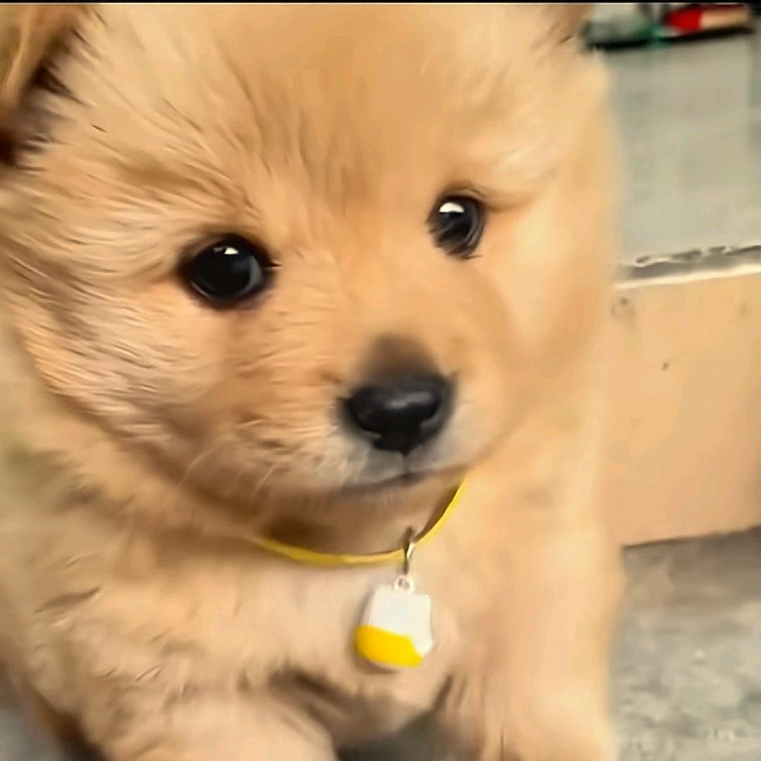 爱萌解说