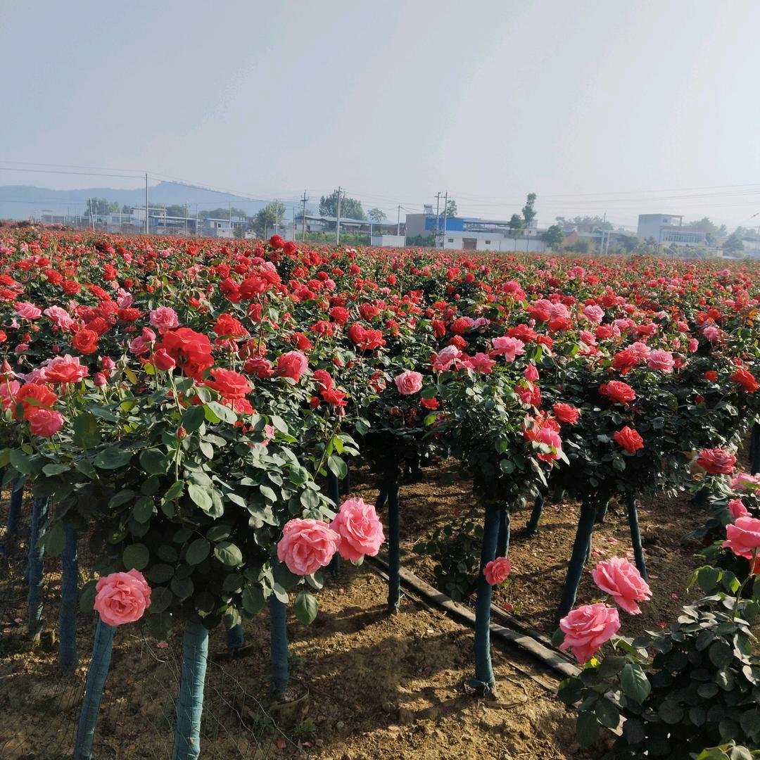 南阳方圆月季基地