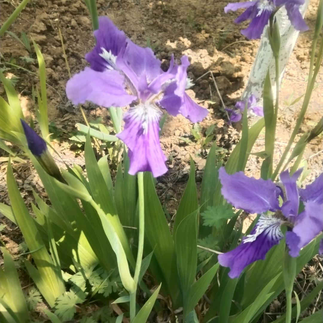 随心所愿