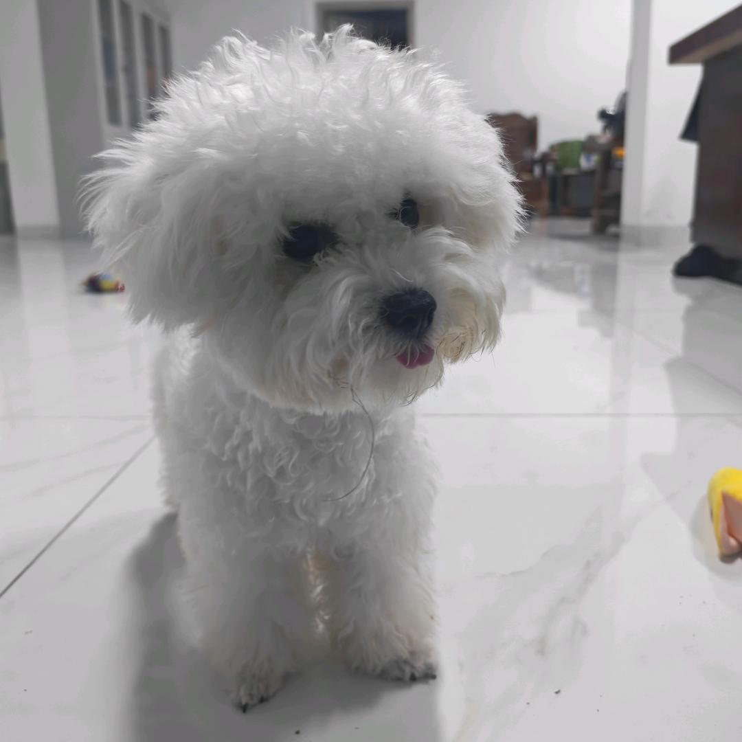 男保镖和他的公主