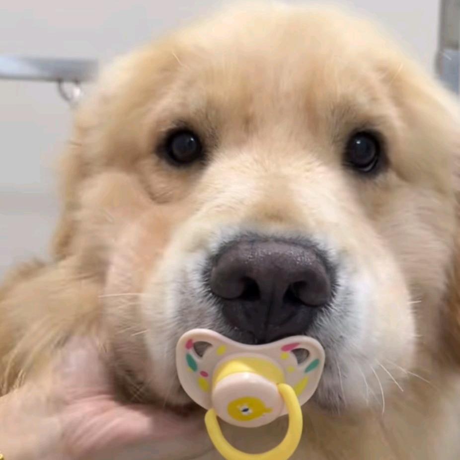 兔子爆炸🥠💦🏅