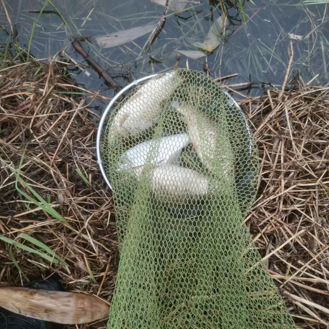杰哥有情钓