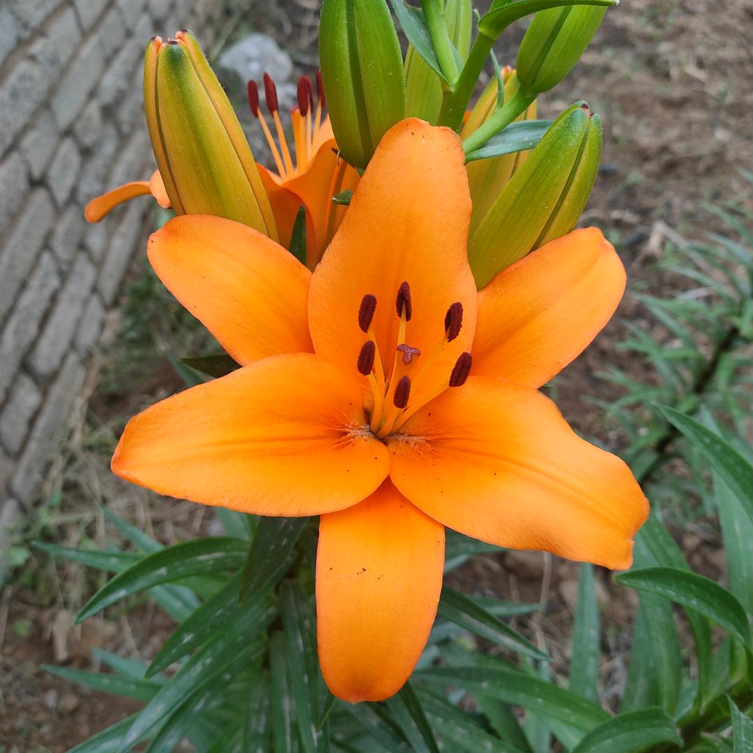 花🌸开富贵