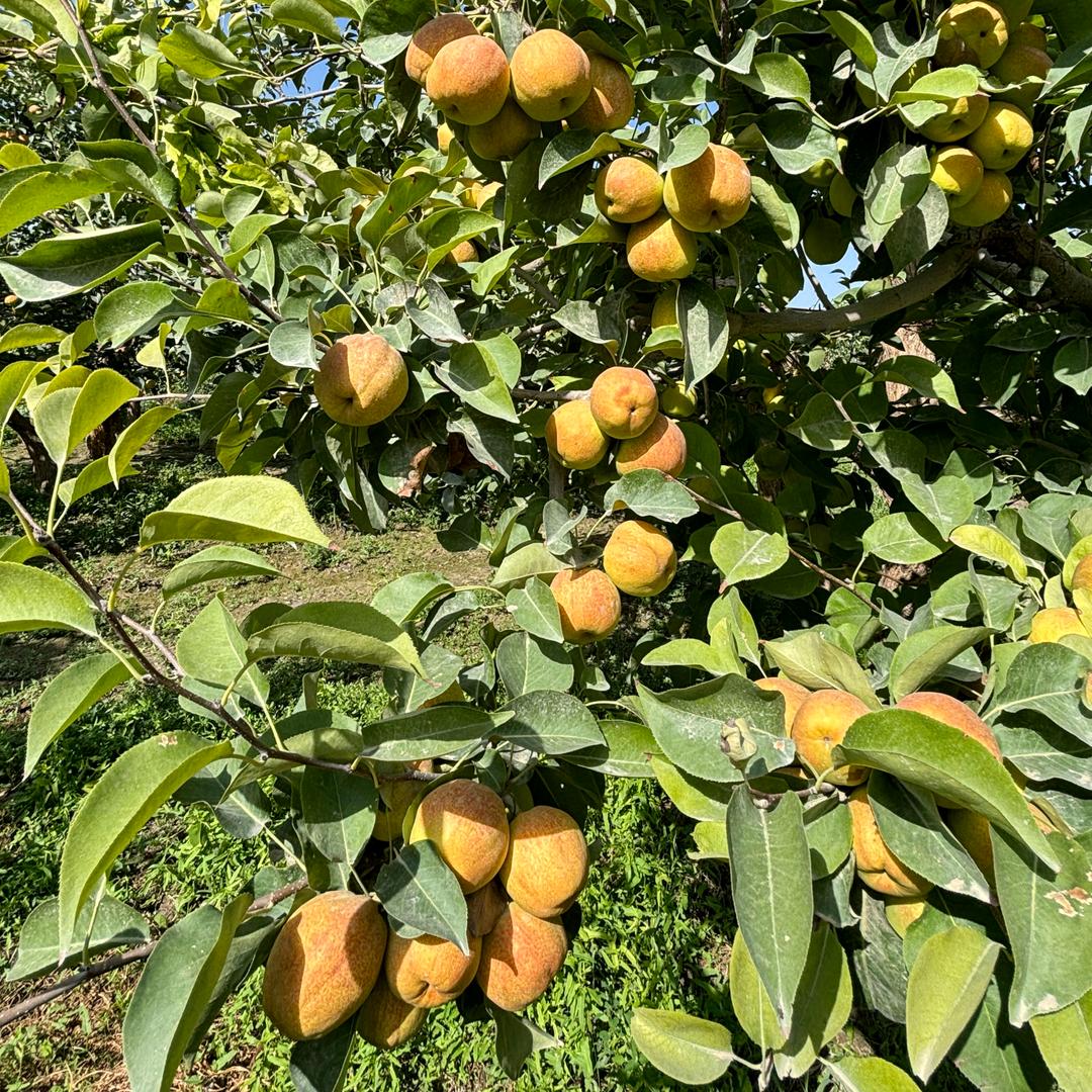 树上果