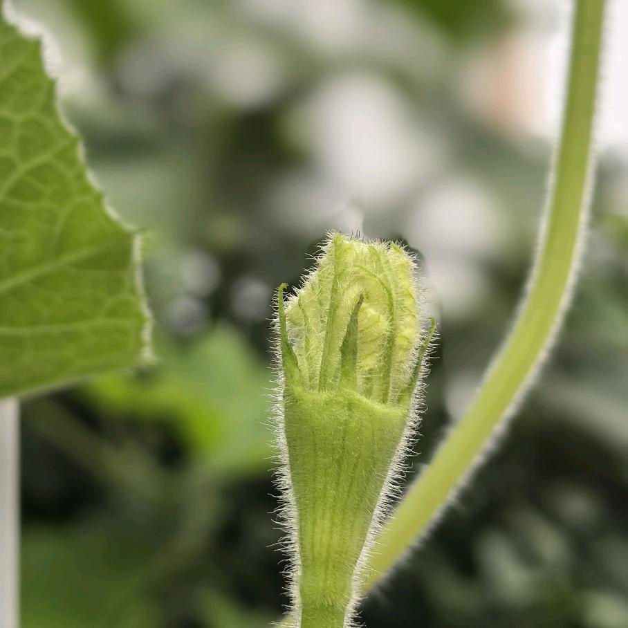 《摸骨正脊术》郄哥