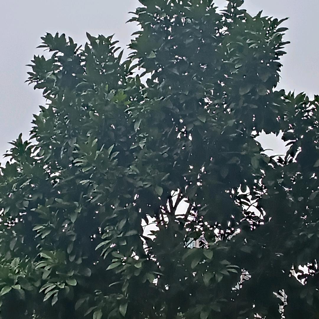 小兔