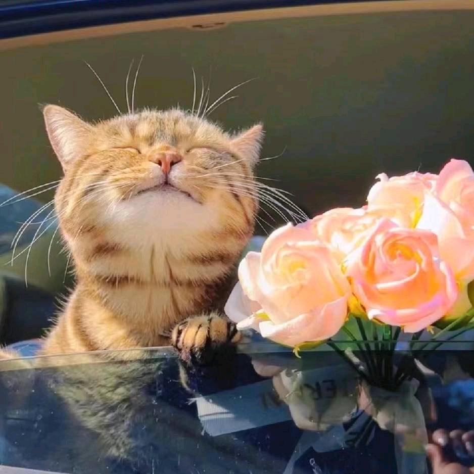 房东的猫🐱