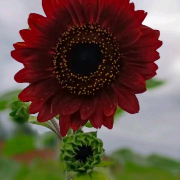 🌅晨景🌻