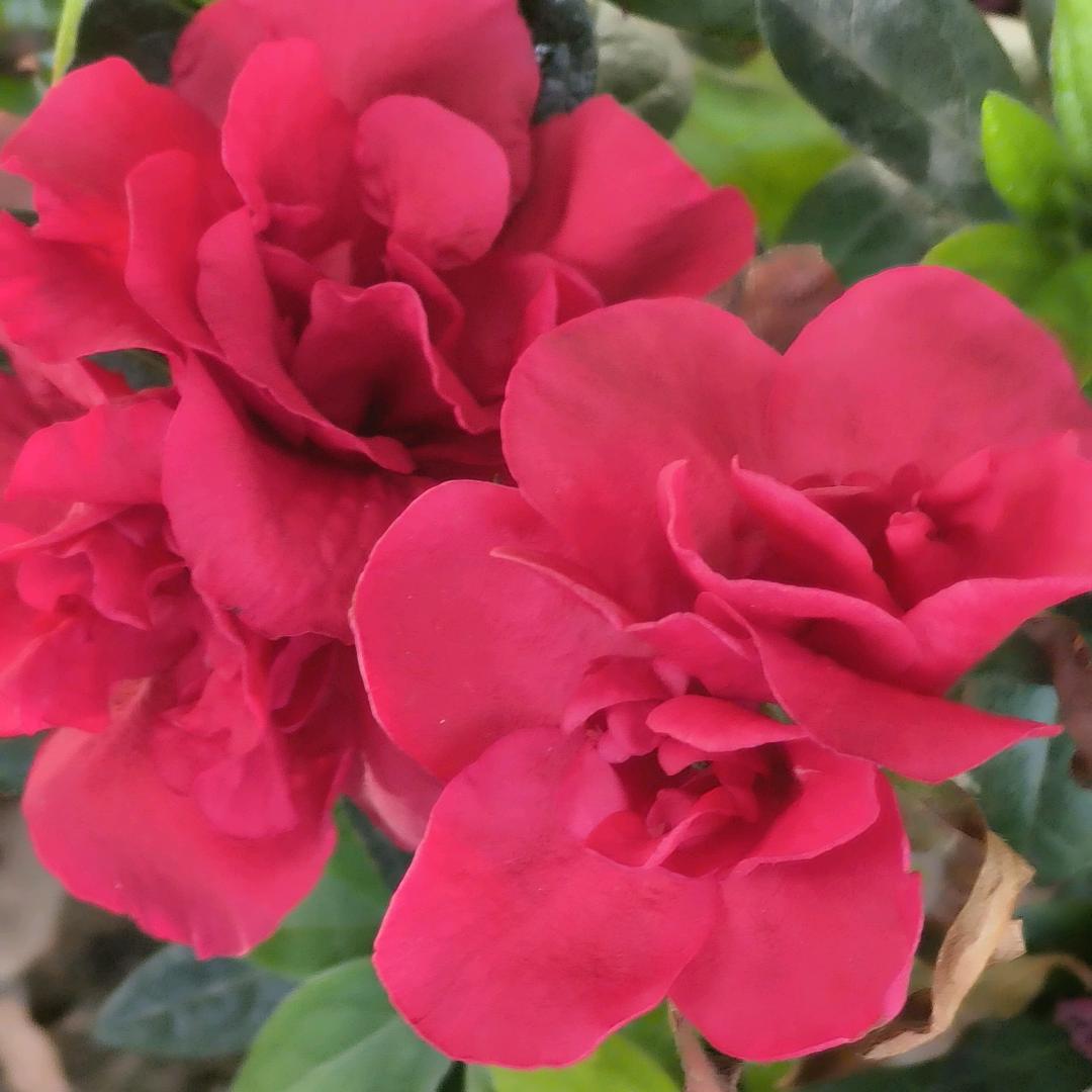 花落不怨秋