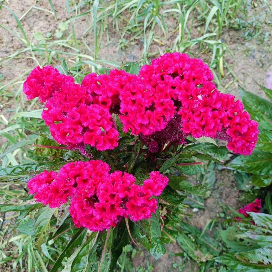 四川的单身均哥友回来了