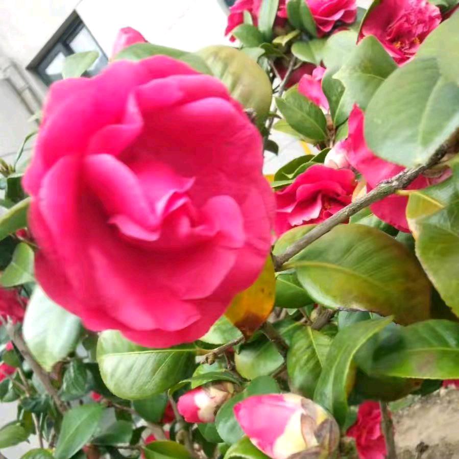 芹姐
