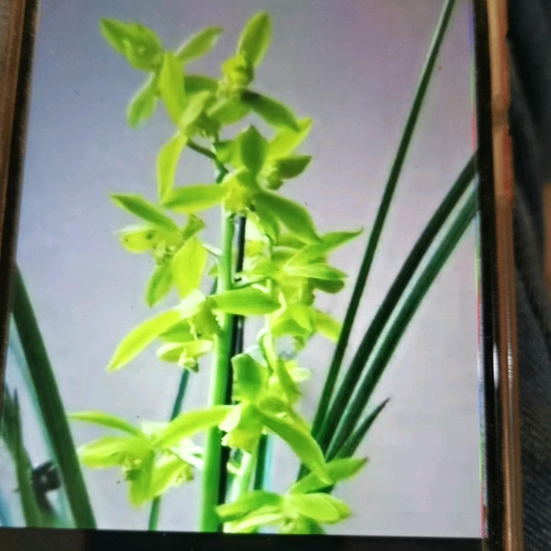 湖北大山的兰花
