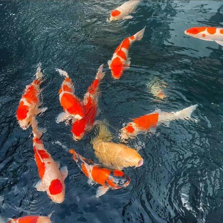 和墨锦鲤