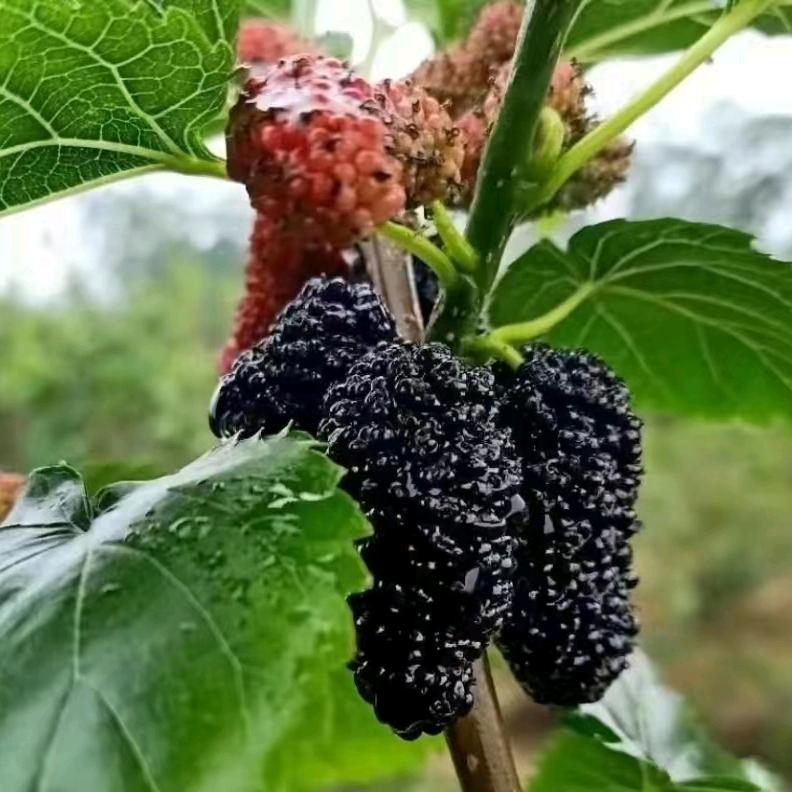 老高头采摘农家院官方号