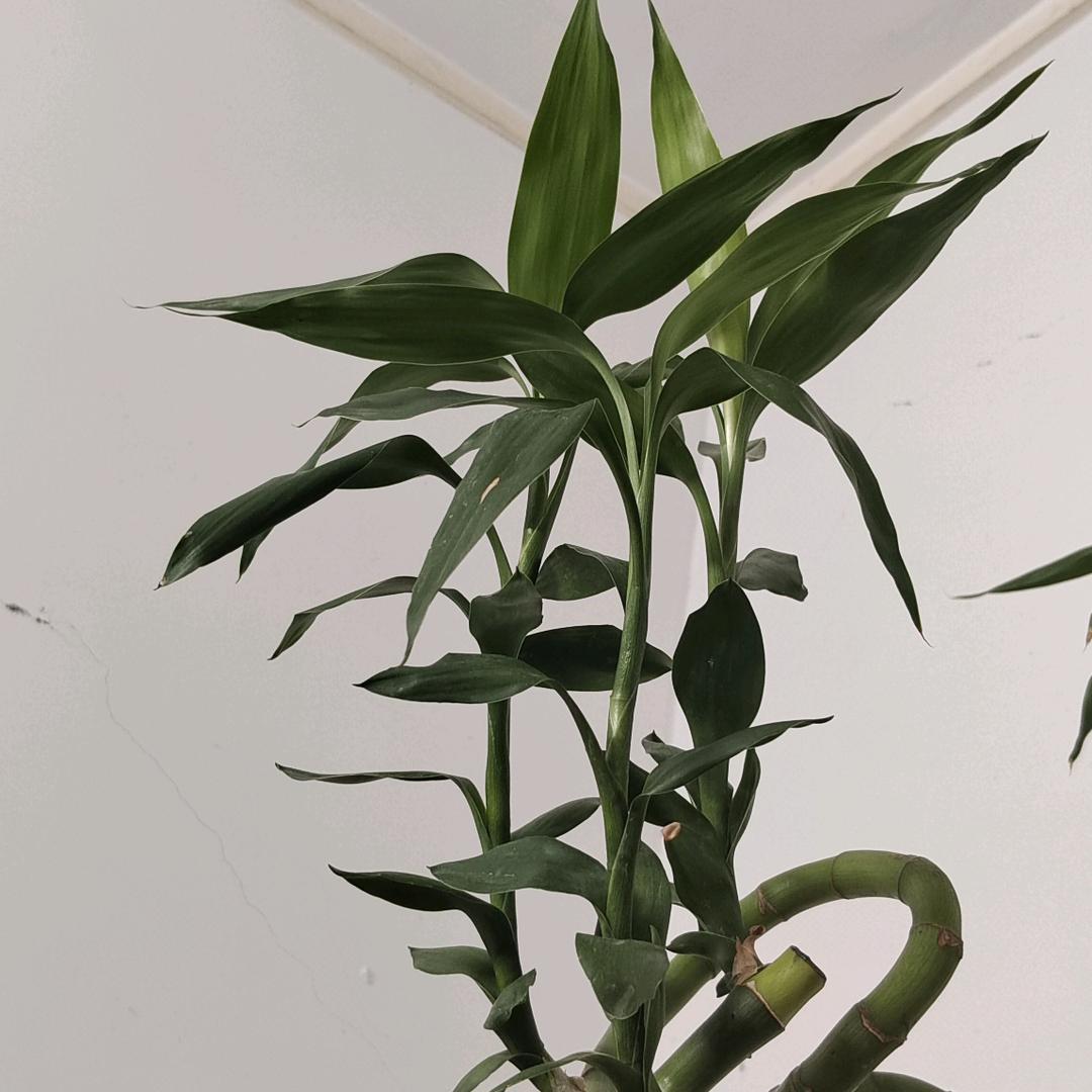 萍兒