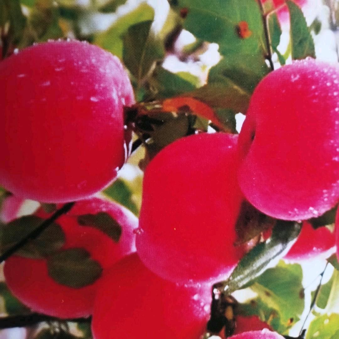 苹果信息代理人