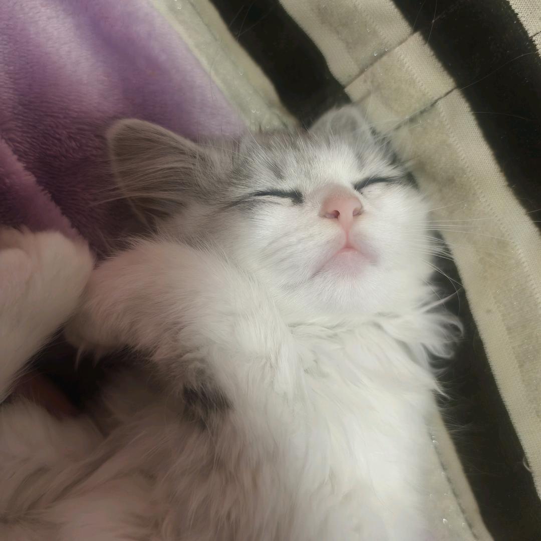 小怪兽的🐺外婆