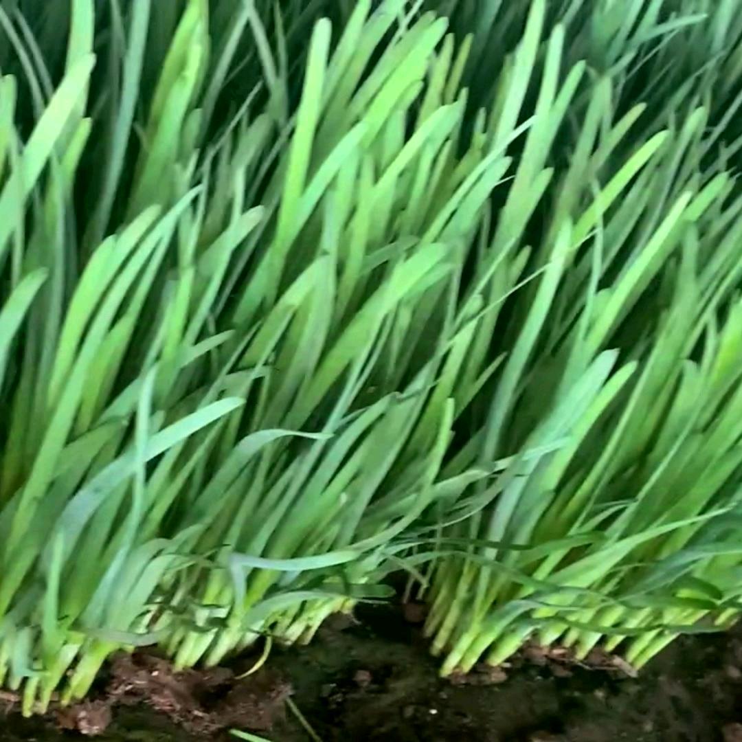 种韭菜啦