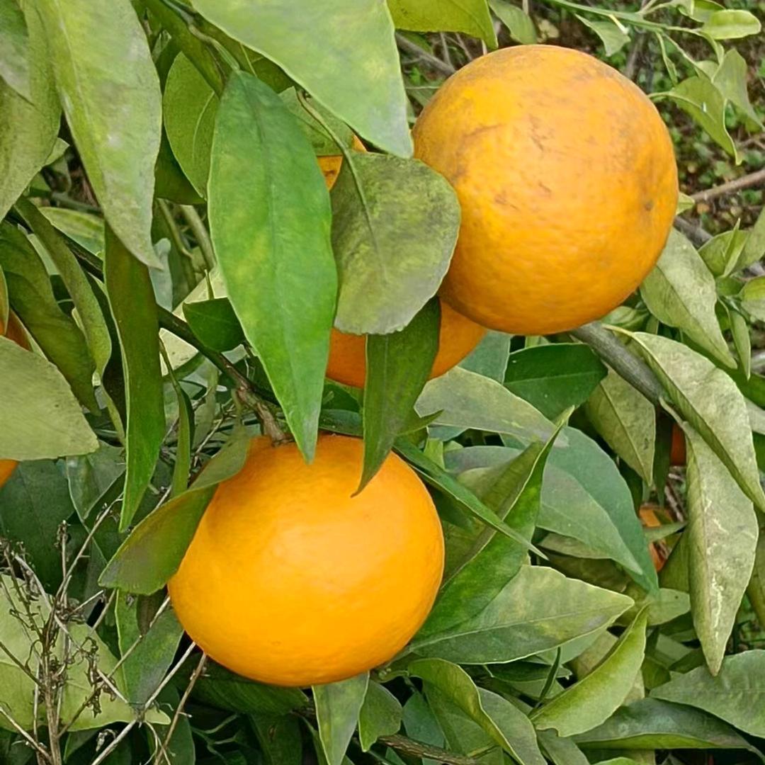 农村唐哥