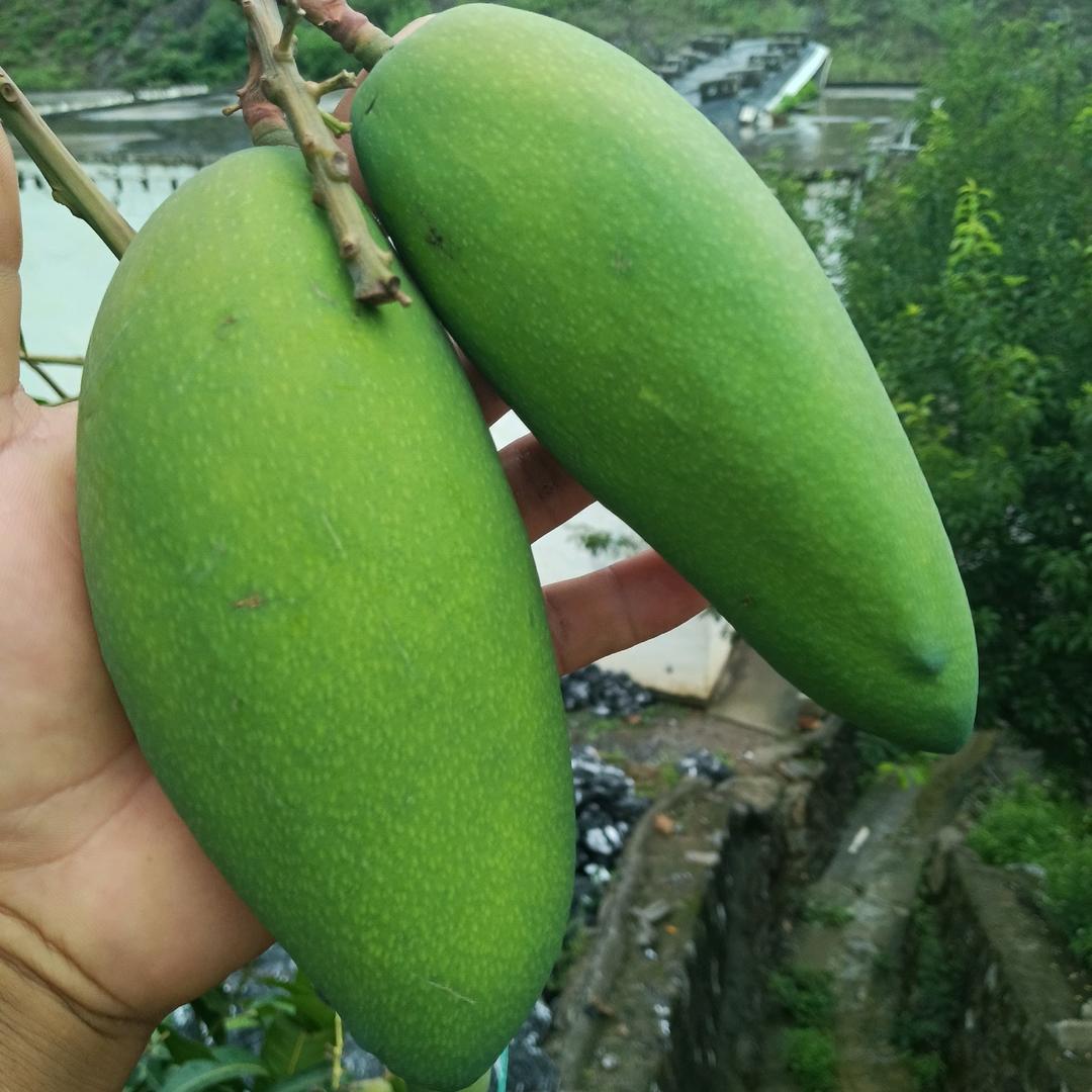 平平安安，晚上9点钟开播。