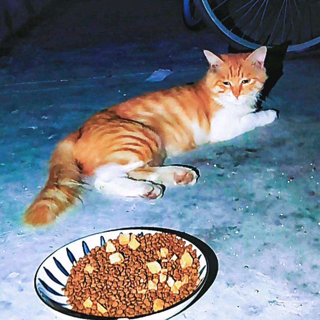 黑夜里的猫