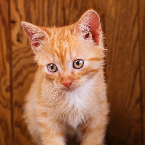 🧚‍♀️🧚‍♀️