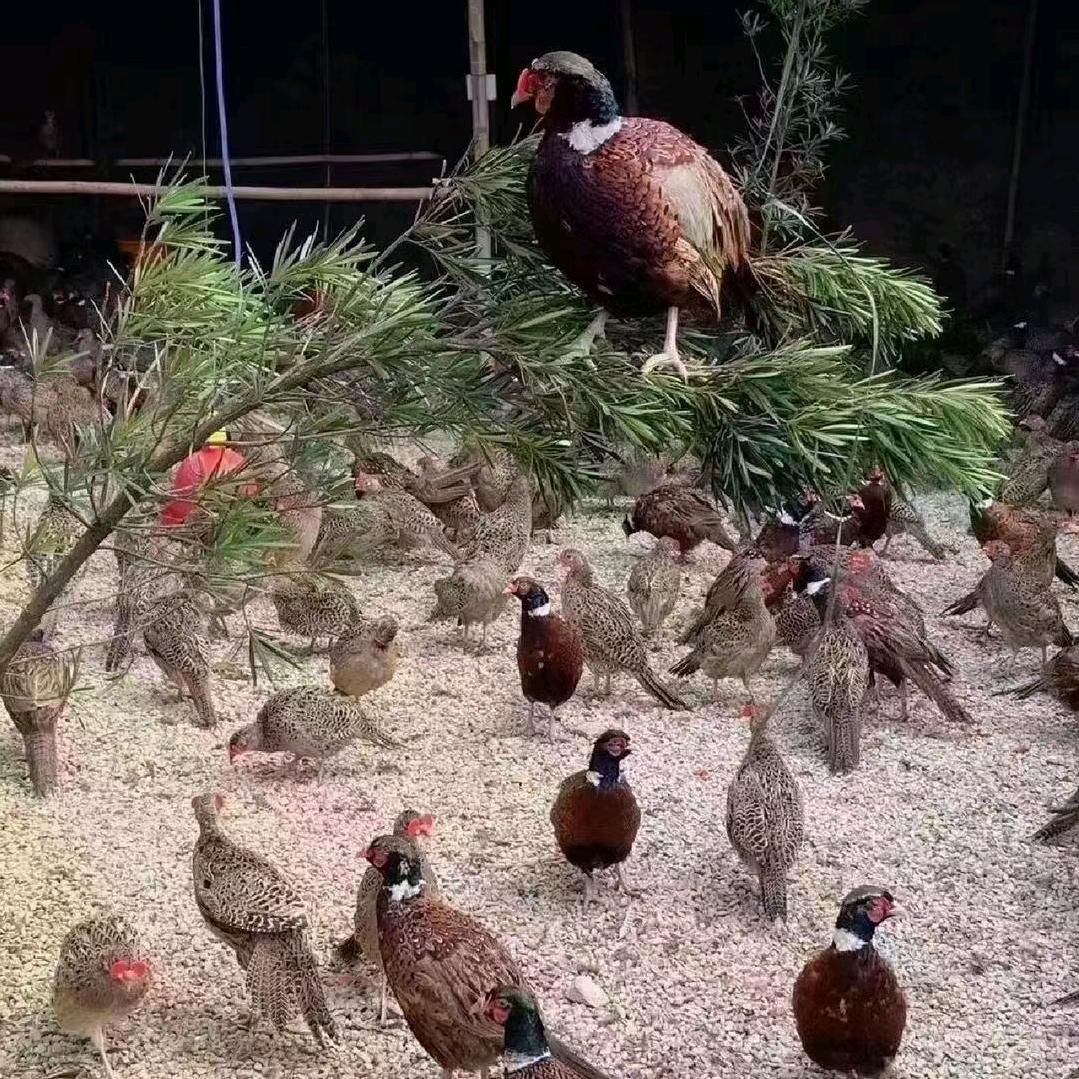 通许龙门野鸡养殖场