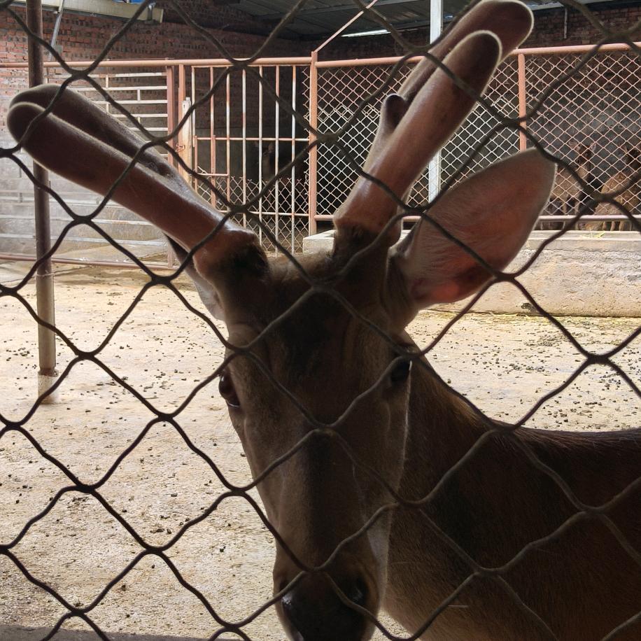 云南昭通水富市梅花鹿养殖基地