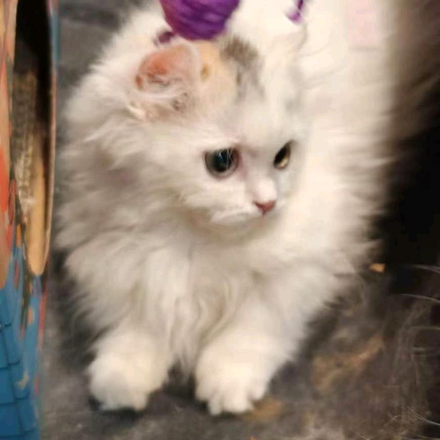 爆米花的米花！